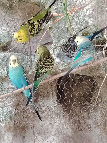 Pericos Australianos