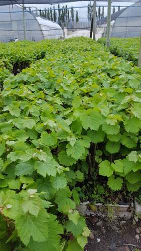 Plantines Uva Malbec