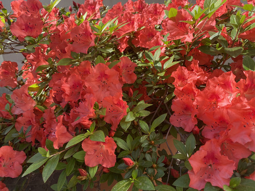 Azalea Simple 1,10 Mt Maceta Plástico N° 40 C/ Plato