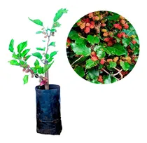 Comprar Muda De Amora Gigante Portuguesa - Produz Em Vaso