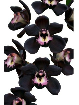 Orquídea Negra Cymbidium Kiwi Midnight Muda Linda - Top | Parcelamento sem  juros