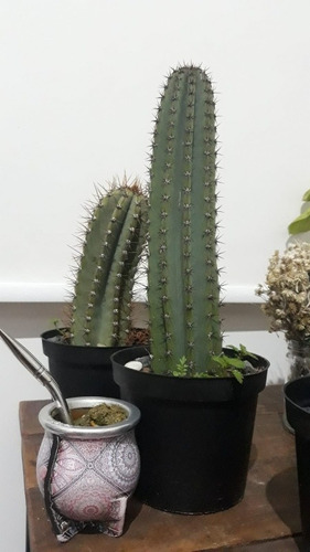 Cactus 40 Cm 