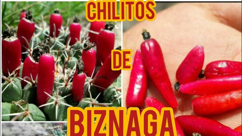 2 Piezas Biznaga (chilitos Rojos) Y 1 Garambullo (5-15 Cm)