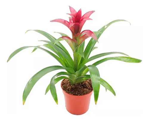 Neoregelia Cuidados