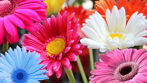 Gerberas Sortidas 200 Sementes Originais Para Mudas Cultivo 