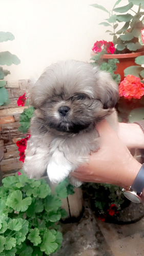 Shitzu Cachorros Macho Y Hembra 300 Color Caramelo Puros