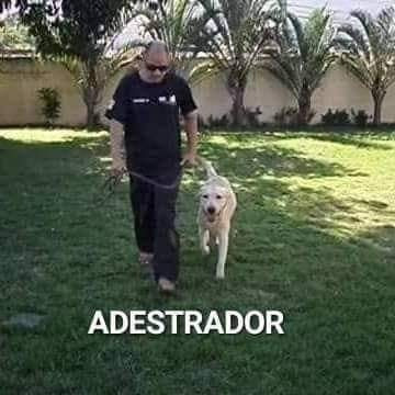 Imagem 1 de 10 de Adestrador De Cães