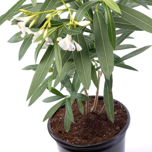 Planta De Laurel De Flor X 10 Lts Exterior