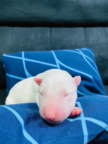 Imagem 3 de 5 de Filhotes De Bull Terrier Inglês