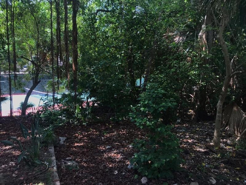 Imagen 4 de 7 de Terreno En Venta En Playa Del Carmen
