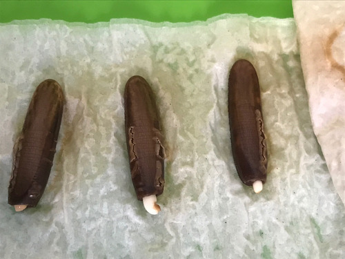 Semillas De Framboyán O Tabachin Con Manual De Germinacion