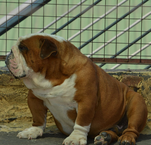 Bulldog Ingles- Macho En Servicio De Stud