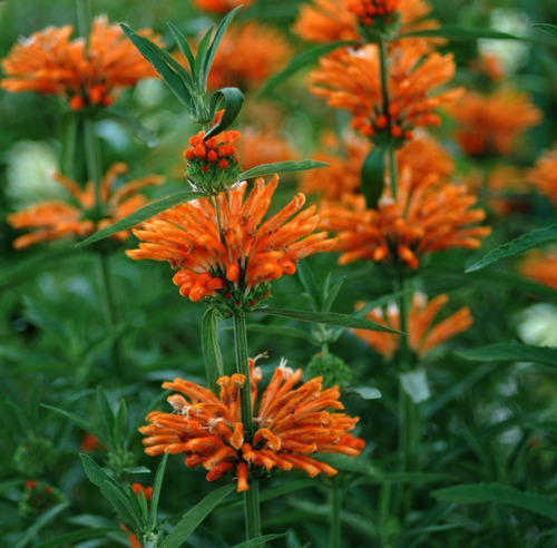 Leonotis Leonurus - Semillas