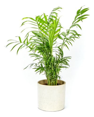 Planta Chamadorea S Gratis A Rm Pack X2