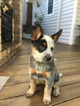 Comprar Pastor Ganadero Australiano Cachorros Tiernos
