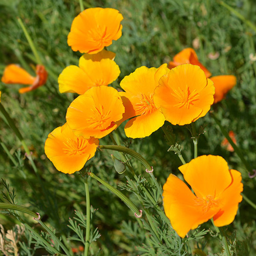Semillas De Amapola Califoniana_dedal De Oro_(eschscholzia)