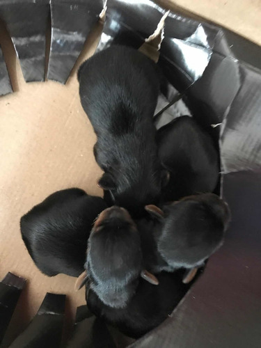 Imagem 4 de 5 de Vendo Linda Ninhada De Yorkshire 2 Machos E 2 Fêmeas