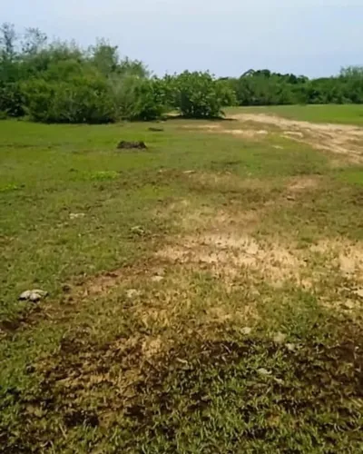 Terreno En Boca De Aroa