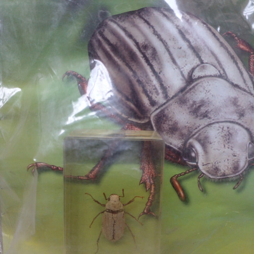 Fascículo + Bicho Coleccionable . Escaragabajo Sanjuanero.