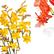 Comprar Bulbos De Mombretia Crocosmia Tamano 6\u002F+ X10 Imp. Holanda
