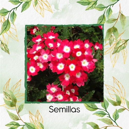 200 Semillas Flor Verbena Hybrida + Obsequio Germinación