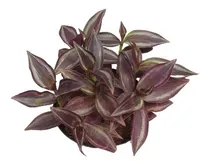 Comprar Planta Rasteira  Kit 10 Mudasu002Fgalhos Lambari Roxo + 1 Vaso 