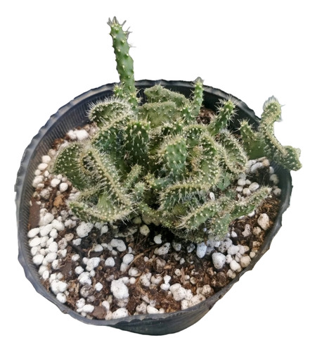 Austrocylindropuntia Crestada