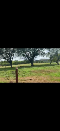 Imagem 3 de 14 de Fazenda Dupla Aptidão Município Brasilândia
