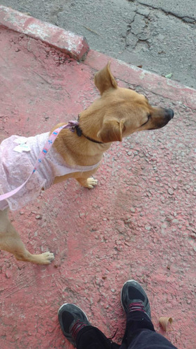 Imagem 1 de 2 de Fêmea Para Doação