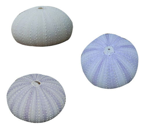 Conchas De Erizo De Mar, Cáscara De Erizo De Mar, 3 Unidades
