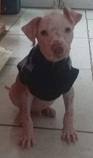 Imagen 7 de 10 de Perro Peruano Orquideas