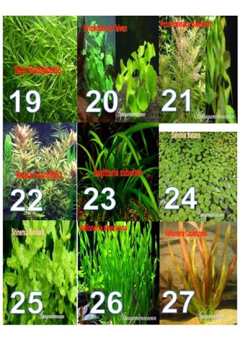 Plantas De Bajos Requerimientos Acuario Pecera (Usado)