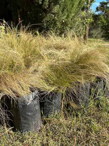 Stipa Planta Graminea 3lts Beige