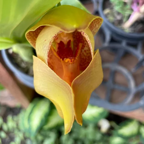 Orquídea Anguloa (exótica Rara Coleção) Bebê No Berço