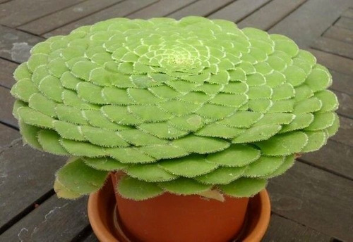 20 Sementes Suculenta Aeonium Tabuliforme Echeveria P/ Mudas