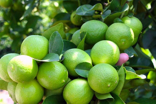 Arbol De Limon Criollo, Mas Semillas