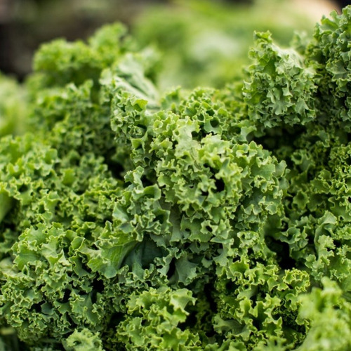 100 Semillas De Kale (col Rizada) - Huerta Premium