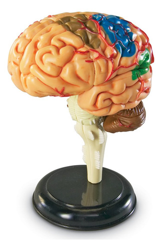 Modelo De Cerebro Educativo Learning Resources