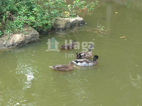 Imagem 26 de 28 de Chácara À Venda No Bairro Oliveira - Tijucas/sc - 1382c