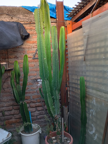 Venta Cactus Schlumberger, Navidad O Pluma De Sta. Teresa 