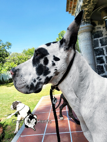 Correa De Entrenamiento Para Perros Gran Danés Lm