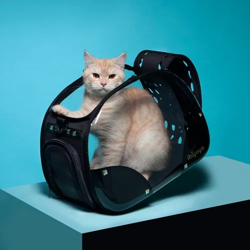 Maleta 2025 burbuja gato