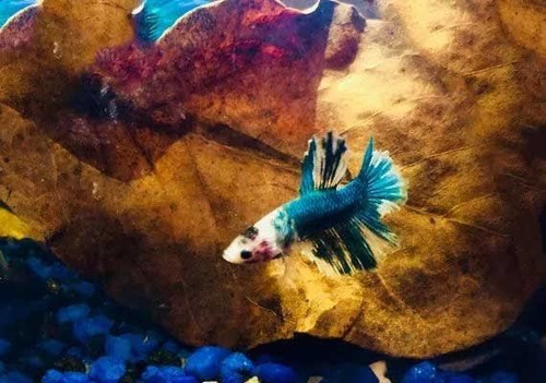 60 Folhas Amendoeiras Fungicida Para Aquário Vários Tamanhos