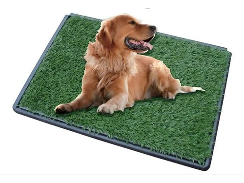 Baño Alfombra Bandeja Perro Mascota