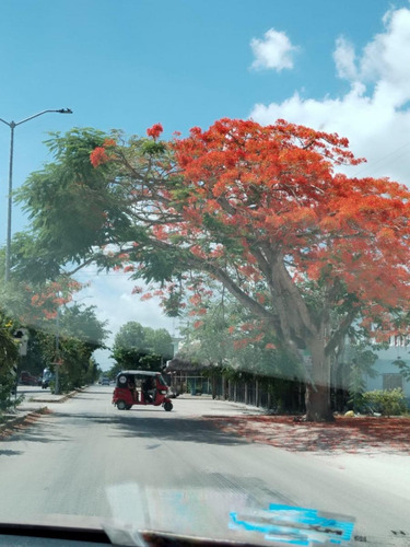 Terrenos En Tulúm&francisco Uh May: Naturaleza, Inversión Y Financiamiento Fácil