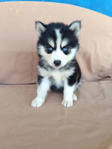 Pomsky Cachorros De Criadero Kanis 