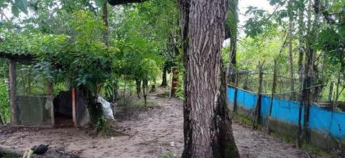 Imagem 16 de 25 de Chácara Com 50.000 M² De Área Total E Com Horta, Lago, Riacho, Pomar E Cozinha Caipira, No Bairro Gaivota, Em Itanhaém Ref: 9242/ac