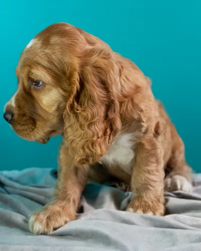 comprar Hermosos Cachorros Cocker Spaniel Orejones