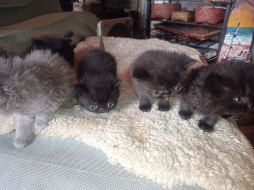 Gatos Persa, Recién Nacidos, Precio Contado.