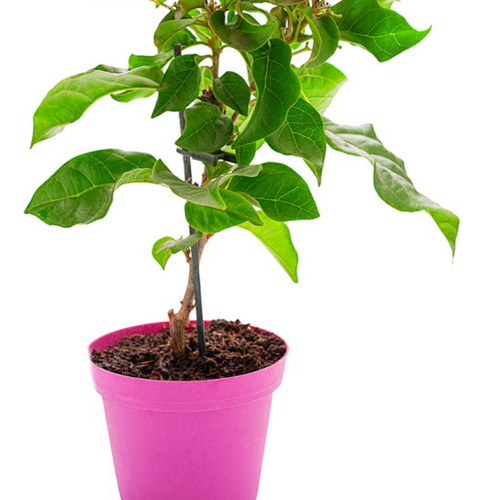 Bugambilia Roja ( Arbusto) (certificado)